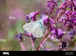 Attēlu rezultāti vaicājumam “Agrodiaetus amandus female”