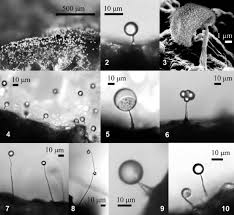 Attēlu rezultāti vaicājumam “Siphoptychium violaceum spores”