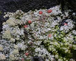 Attēlu rezultāti vaicājumam “Baeomyces rufus”