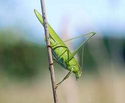 Attēlu rezultāti vaicājumam “Phaneroptera falcata”