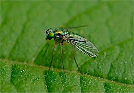 Attēlu rezultāti vaicājumam “Dolichopodidae”