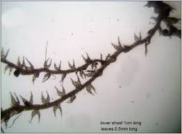 Attēlu rezultāti vaicājumam “Cephalozia bicuspidata”