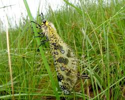 Attēlu rezultāti vaicājumam “Myrmeleontidae”