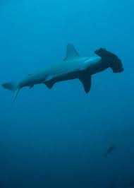 Image result for Sphyrna lewini