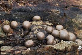 Attēlu rezultāti vaicājumam “Lycogala maculatum”