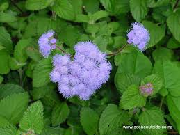 Image result for Ageratum mexicanum