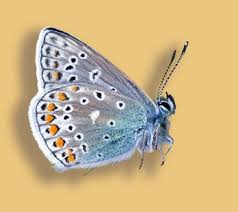 Attēlu rezultāti vaicājumam “Euphydrias aurinia upperside”