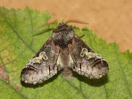 Attēlu rezultāti vaicājumam “Diloba caeruleocephala”