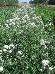 Attēlu rezultāti vaicājumam “Anaphalis margaritacea”