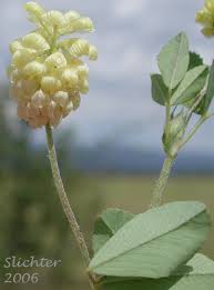 Attēlu rezultāti vaicājumam “Trifolium aureum leaf”