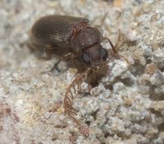 Attēlu rezultāti vaicājumam “Anobiidae”