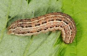 Attēlu rezultāti vaicājumam “Cryptocala chardinyi”