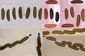 Attēlu rezultāti vaicājumam “Rosellinia desmazieri”