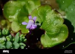 Attēlu rezultāti vaicājumam “Cymbalaria muralis leaf”