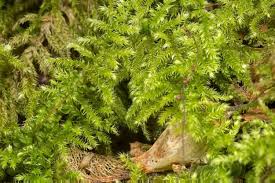 Attēlu rezultāti vaicājumam “Ctenidium molluscum”