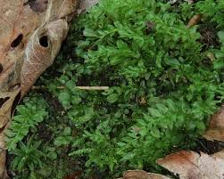 Attēlu rezultāti vaicājumam “Plagiomnium cuspidatum sporophyte”