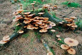 Attēlu rezultāti vaicājumam “Armillaria mellea”