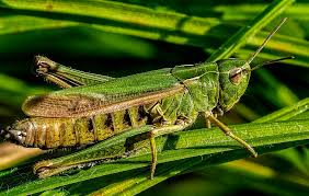 Attēlu rezultāti vaicājumam “Omocestus viridulus”