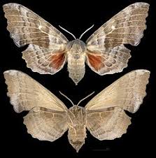 Attēlu rezultāti vaicājumam “Laothoe amurensis”