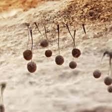 Attēlu rezultāti vaicājumam “Comatricha sp.”