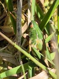 Attēlu rezultāti vaicājumam “Omocestus viridulus”