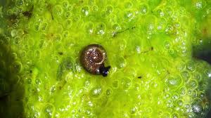 Attēlu rezultāti vaicājumam “Planorbis planorbis”