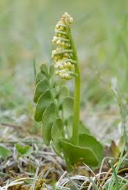 Attēlu rezultāti vaicājumam “Botrychium lunaria”