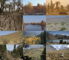 Attēlu rezultāti vaicājumam “Enerthenema papillatum young”