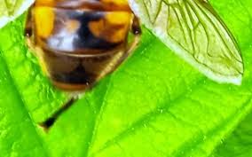 Attēlu rezultāti vaicājumam “Helophilus hybridus male”