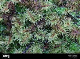 Attēlu rezultāti vaicājumam “Hylocomium splendens sporophyte”