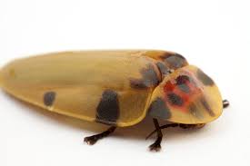 Attēlu rezultāti vaicājumam “Lampyridae”