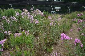 Image result for Phlox paniculata `Bright Eyes`