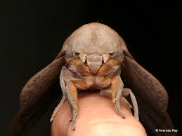 Attēlu rezultāti vaicājumam “Saturniidae”