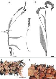 Attēlu rezultāti vaicājumam “Sphacelotheca hydropiperis”