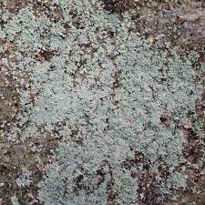 Attēlu rezultāti vaicājumam “Lepraria”