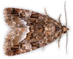 Attēlu rezultāti vaicājumam “Protodeltote pygarga”