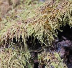 Attēlu rezultāti vaicājumam “Hypnum cupressiforme var. filiforme”