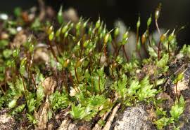 Attēlu rezultāti vaicājumam “Fissidens osmundoides”
