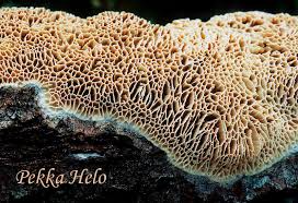 Attēlu rezultāti vaicājumam “Antrodia mellita”