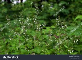 Attēlu rezultāti vaicājumam “Circaea lutetiana bud”