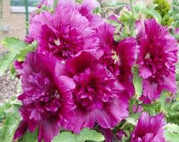Image result for Alcea rosea `Appleblossom`