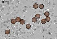 Attēlu rezultāti vaicājumam “Craterium minutum spores”