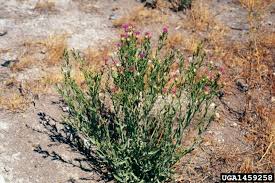 Attēlu rezultāti vaicājumam “Linaria loeselii bud”