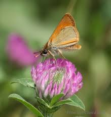 Attēlu rezultāti vaicājumam “Thymelicus sylvestris male”