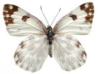 Attēlu rezultāti vaicājumam “Pontia edusa upperside”