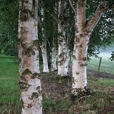 Attēlu rezultāti vaicājumam “Betula papyrifera”