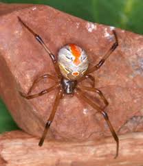 Attēlu rezultāti vaicājumam “Theridiidae”