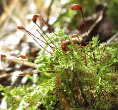 Attēlu rezultāti vaicājumam “Sciuro-hypnum curtum”