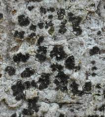 Attēlu rezultāti vaicājumam “Arthonia leucopellaea”