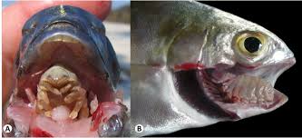 Image result for Diplodus capensis